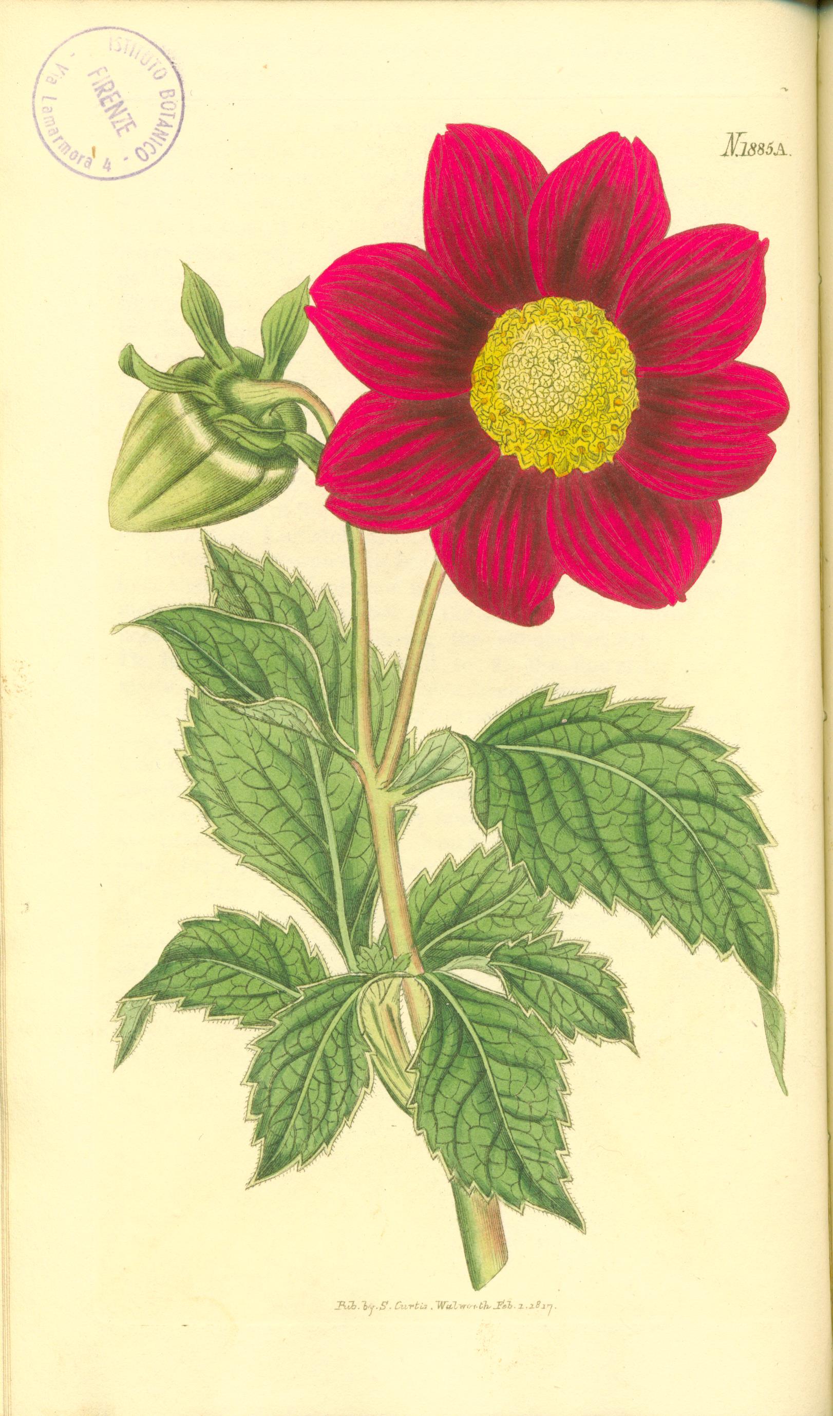 dahlia-superflua-crimson-flowered-1885a-in-bot-mag-1817