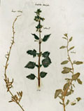 Erbario