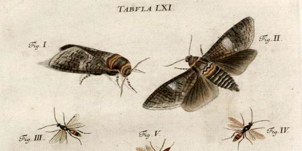 Schaeffer, Jacob Christian, Icones insectorum circa Ratisbonam … , 1779, Tab. LXI