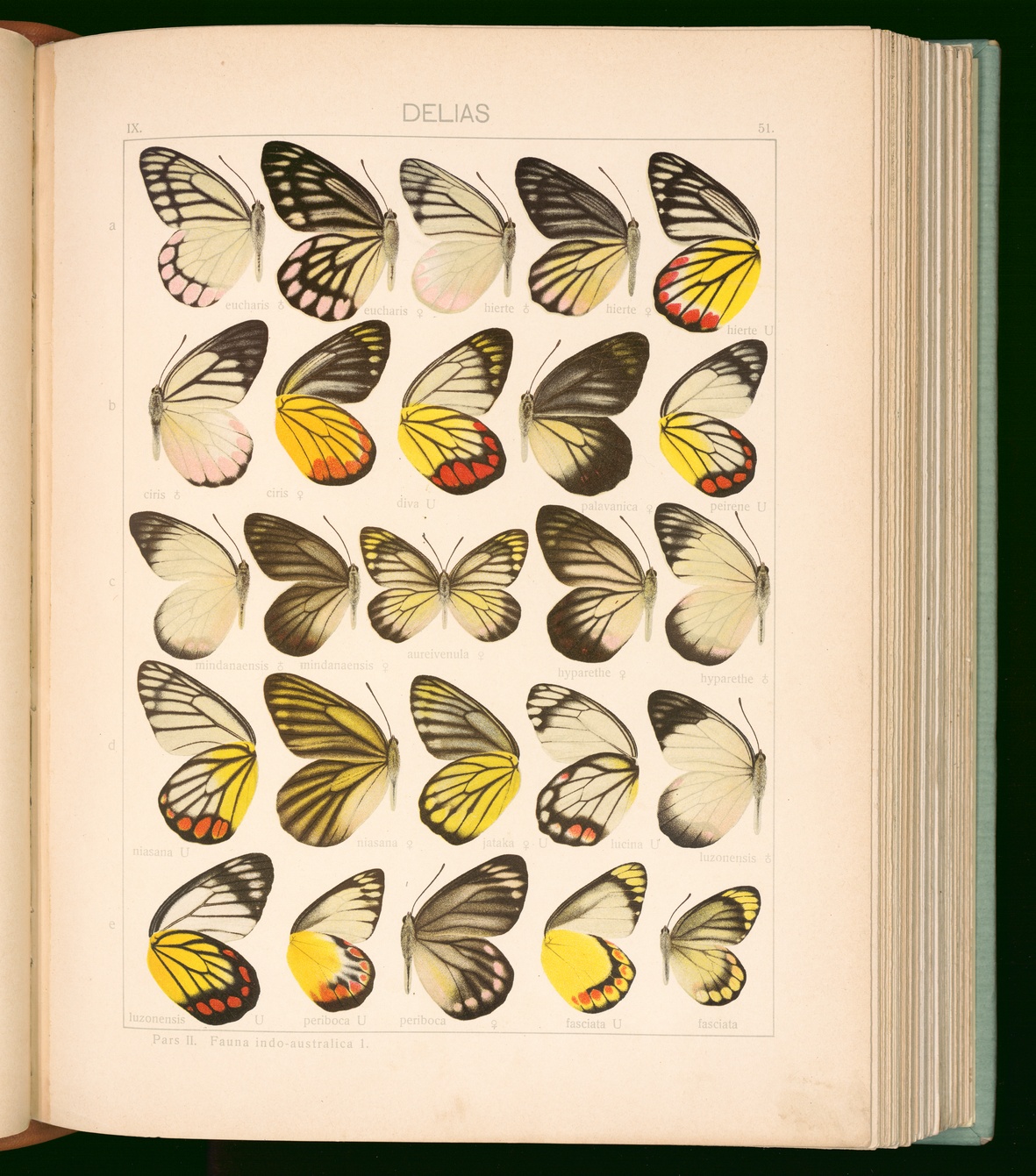 Seitz Adalbert, 9.2: The indo-australian rhopalocera : plates, Tavola 52 recto