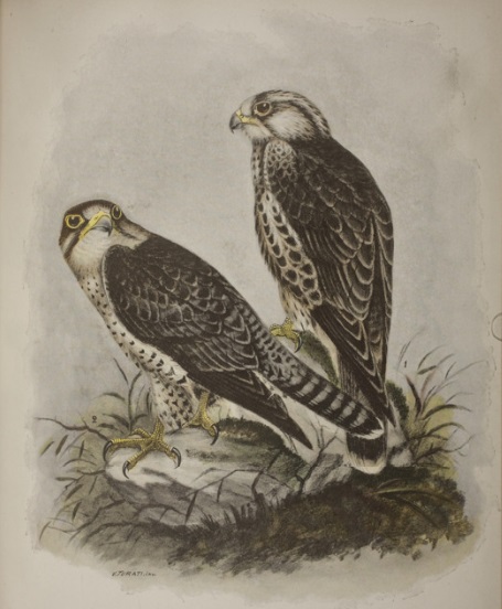 Martorelli Giacinto, Monografia illustrata degli uccelli di rapina in Italia, 1895, Tavola IV