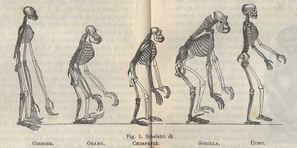 Darwinian editions