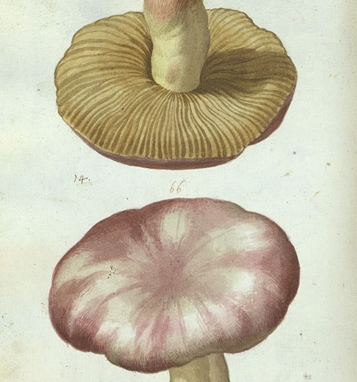 Biblioteca di Scienze - Pier Antonio Micheli, Codices duo exhibentes figuras plurimas fungorum et agaricorum (Ms 66)