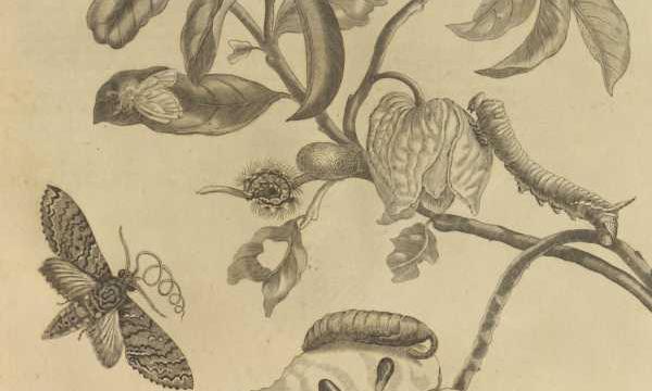Le palme di Odoardo Beccari e i fiori di Maria Sibylla Merian in mostra a Parma