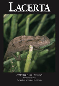 Lacerta