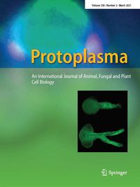 Protoplasma