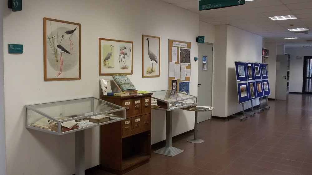 Mostra Fauna avicola