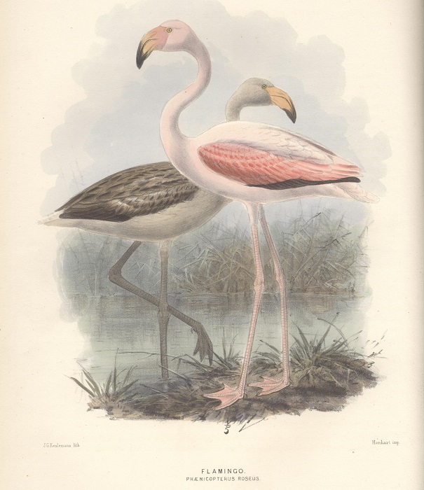 Drresser, H. E. A History of the Birds of Europe, 1871