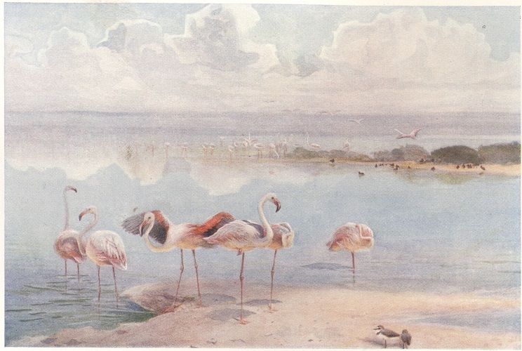 Whymper, C. Egyptian birds, 1909