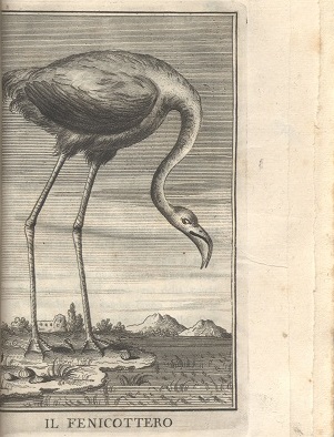 Cetti, F. Gli Uccelli di Sardegna, 1776