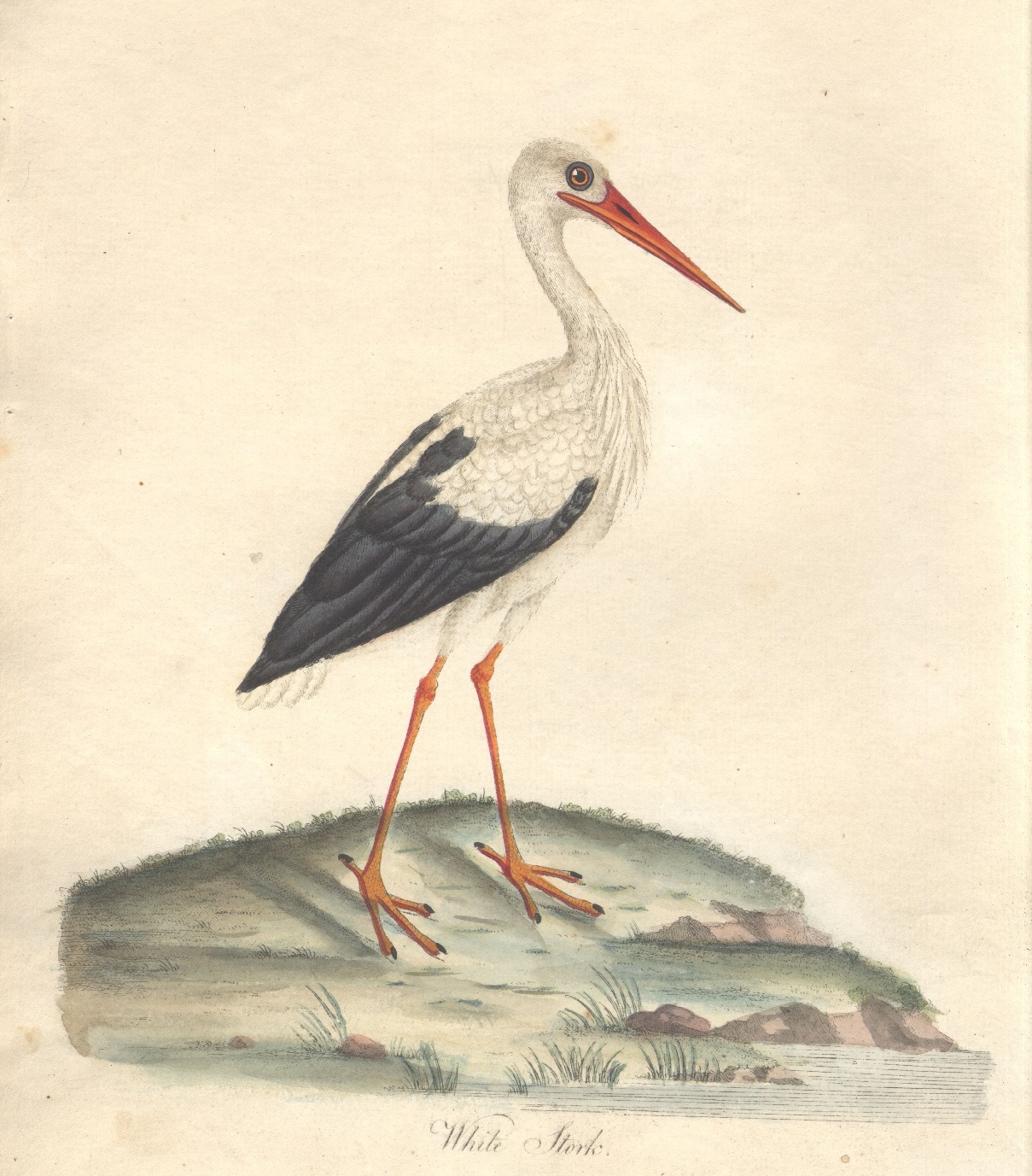 Hayes, W. Portraits of rare and curious birds, 1794
