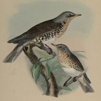 Enrico Hillyer Giglioli, Iconografia della Avifauna italica