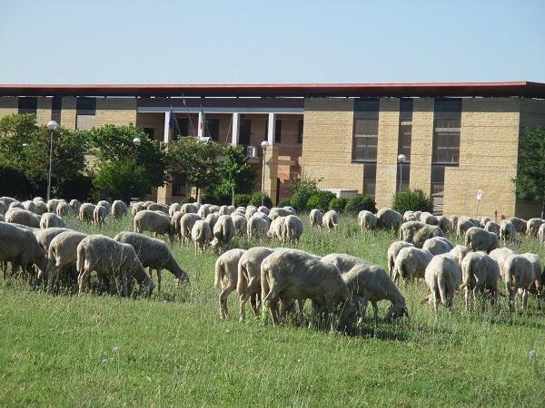 biblioteca polo scientifico con pecore piana