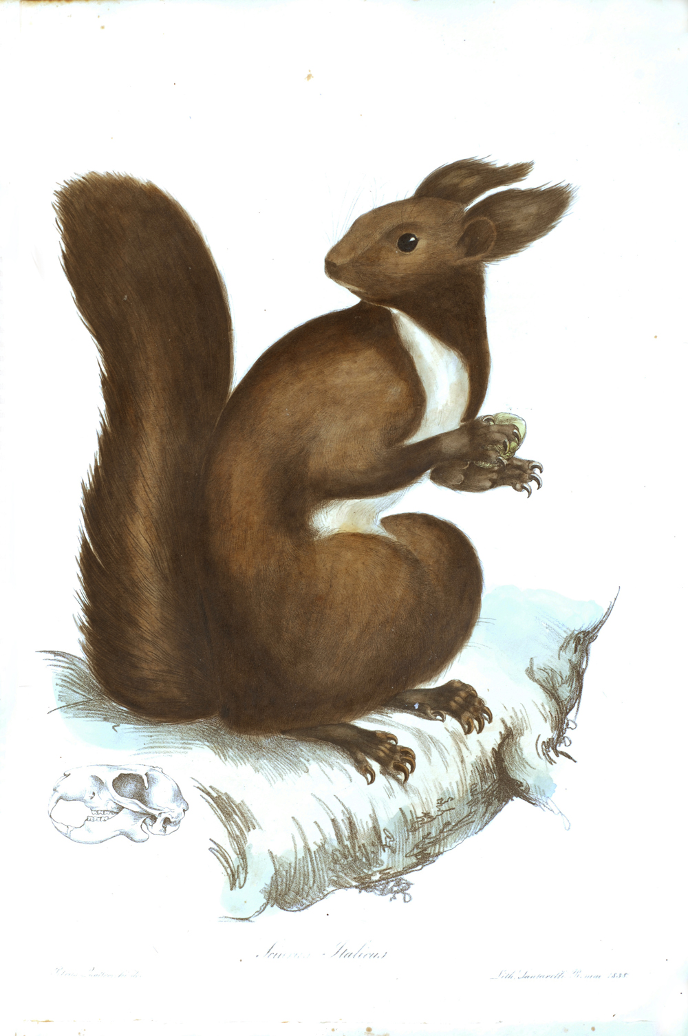 Sciurus