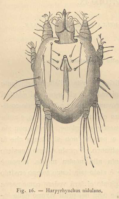 harpyrhynchus nidulans fig.16 p.232