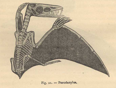 pterodactylus fig.21 p.262
