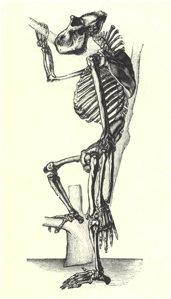 scheletrogorilla.jpg