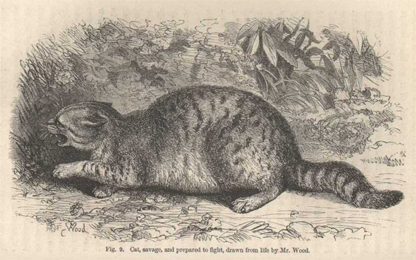 gatto selvatico p.58