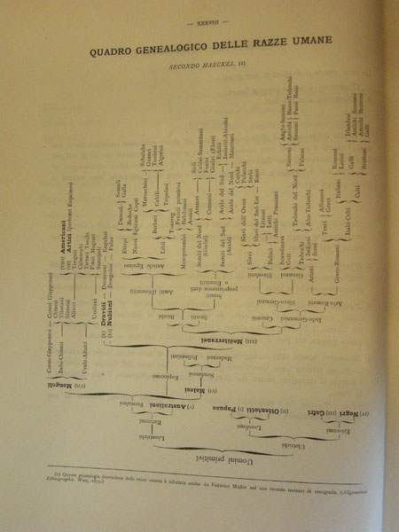 quadro genealogico razze umane