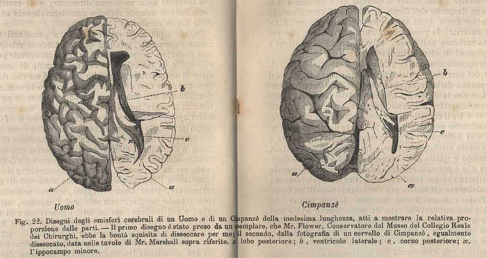 emisferi cerebrali fig.22 pp.132-3