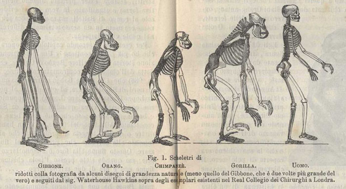 scheletri fig.1 pp.16-7