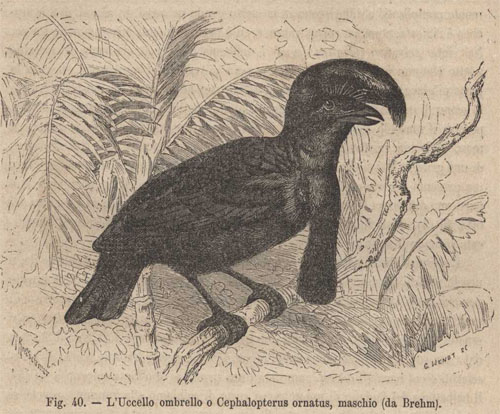 uccello ombrello fig.40 p.343