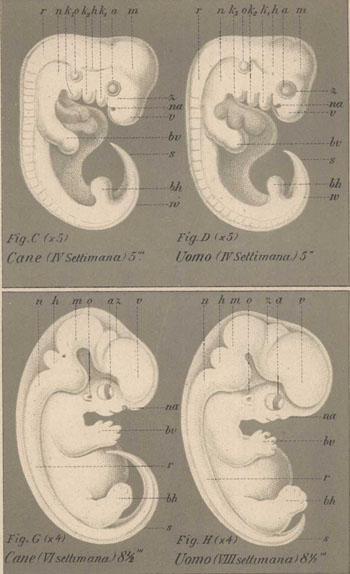 embrioni di vertebrati(cane, uomo) tav.3