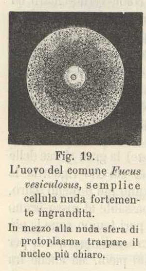 uovo fucus vesiculus fig.19 p.268