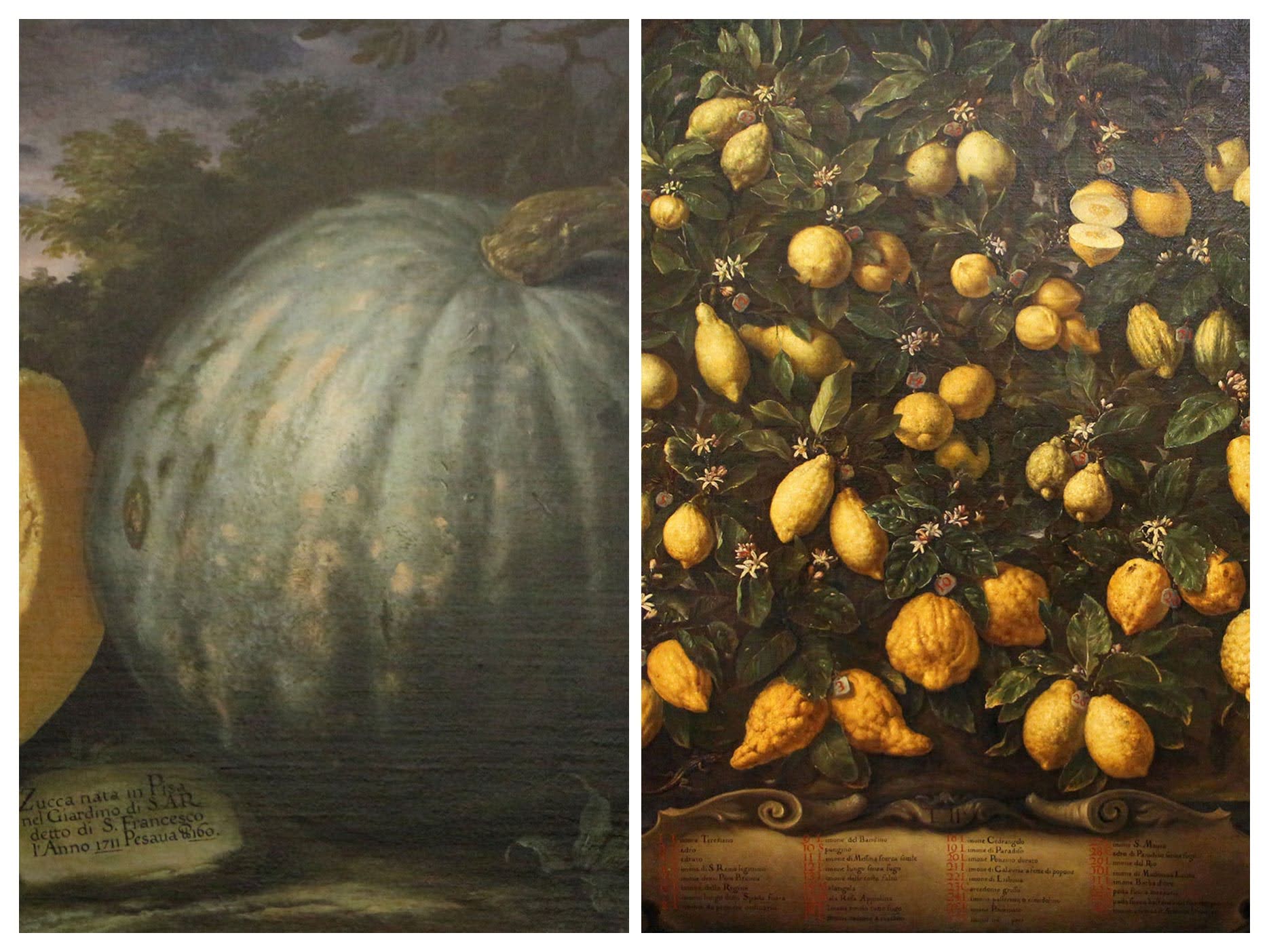 Bartolomeo Bimbi, limoni e zucca prodigiosa