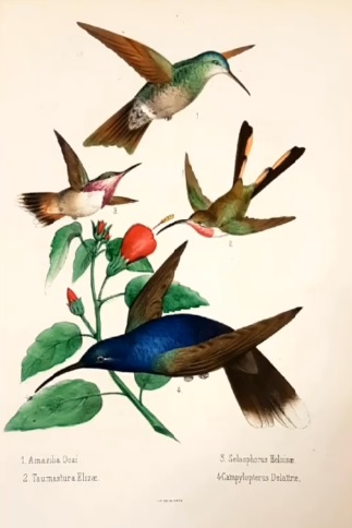 colibrì