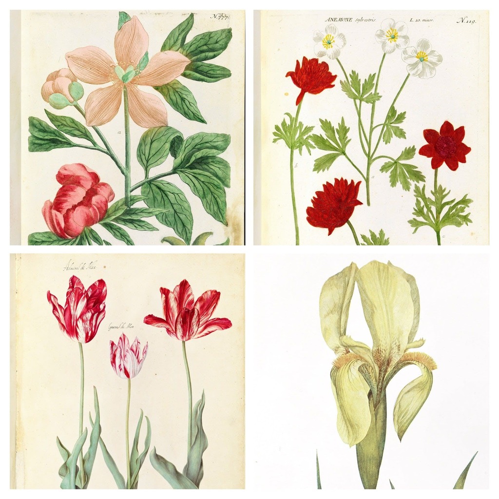 Fiori di seta: immagini di fiori in mostra