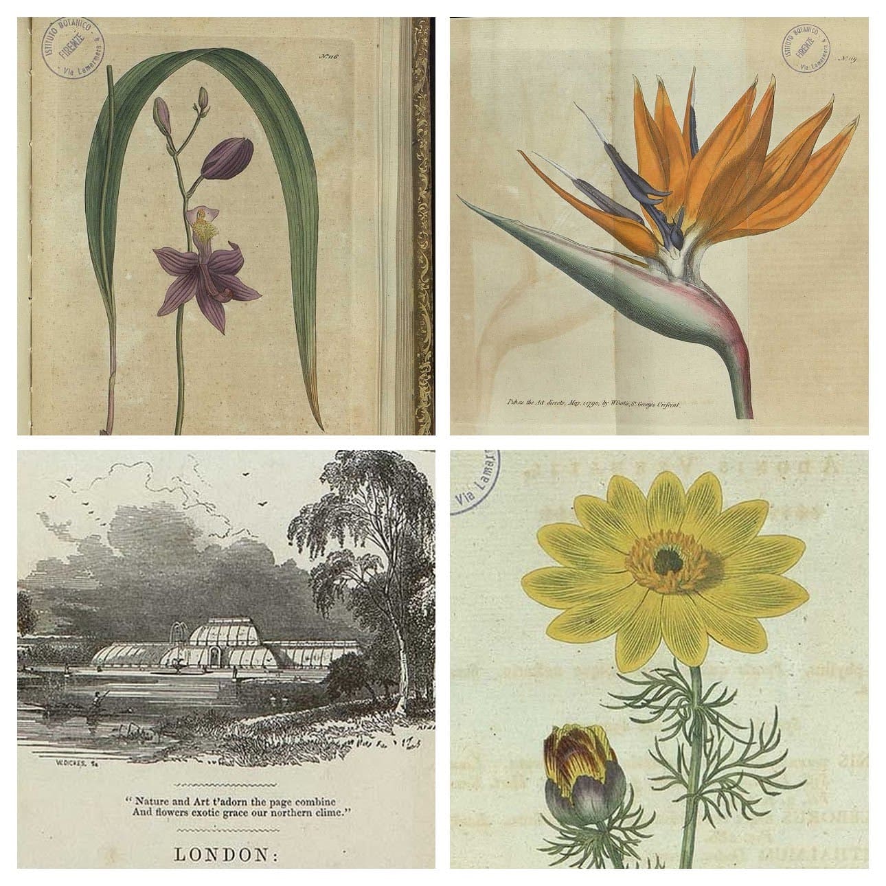 Illustrazioni a colori di piante ornamentali, esotiche e rare